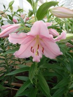 [4296 Berbiano VH No102.JPG]